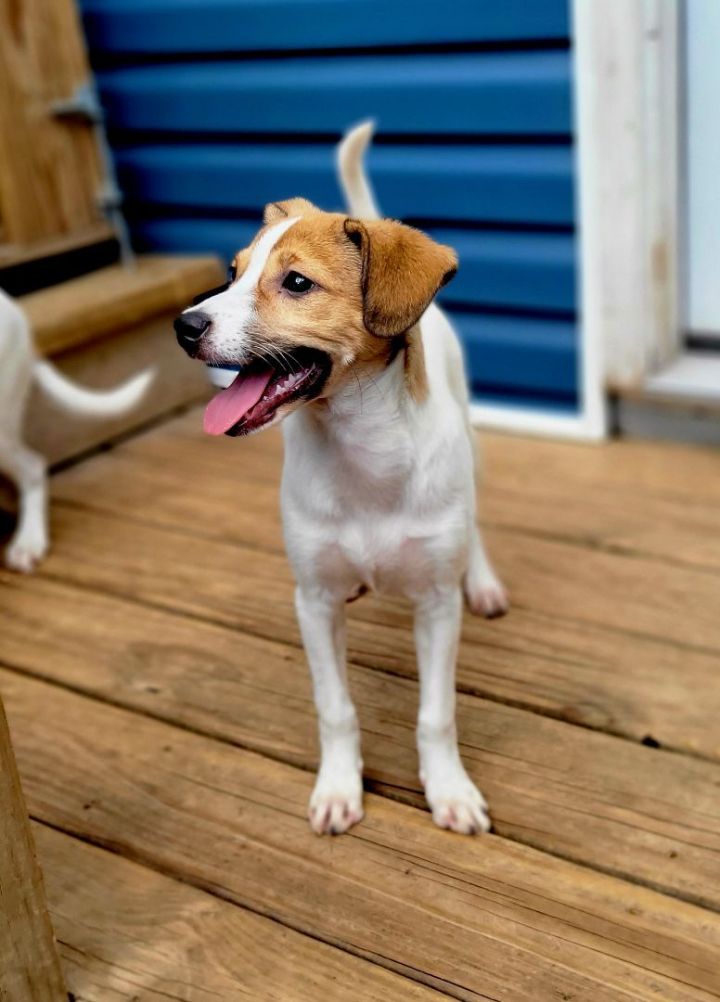 Beatrix (PENDING!), an adoptable Jack Russell Terrier & Beagle Mix in Chicago, IL_image-5