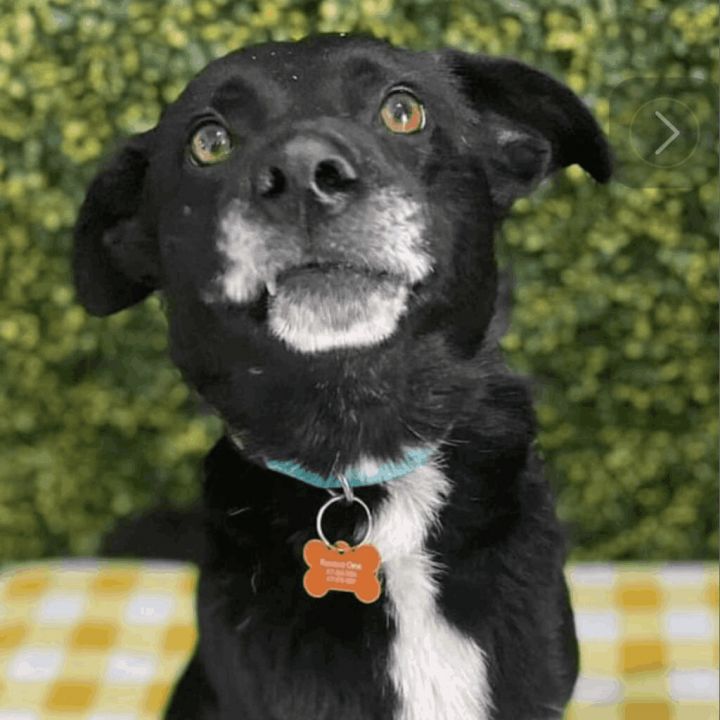 Axle, an adoptable Black Labrador Retriever Mix in Springfield, MO_image-1
