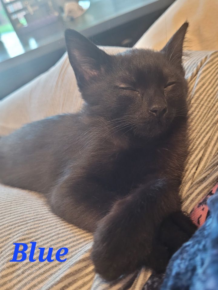 Blue, an adopted Domestic Short Hair in Rowlett, TX_image-2