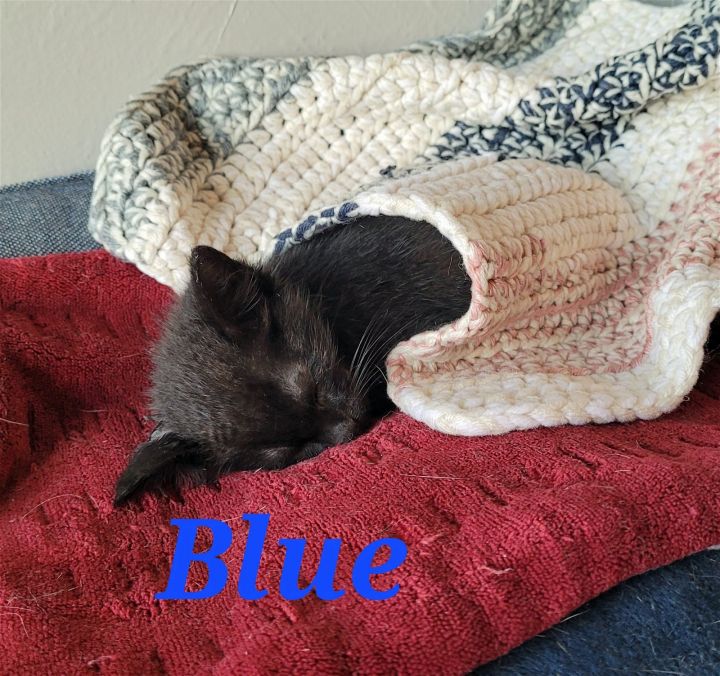 Blue, an adopted Domestic Short Hair in Rowlett, TX_image-3