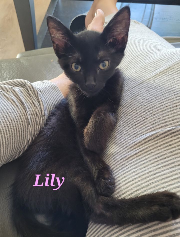 Lily, an adoptable Domestic Short Hair in Rowlett, TX_image-1