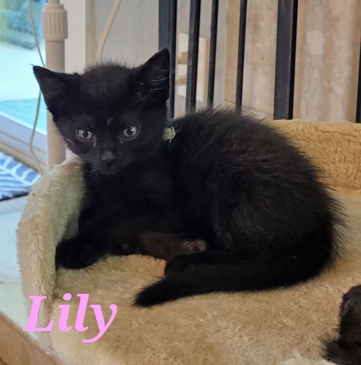 Lily, an adoptable Domestic Short Hair in Rowlett, TX_image-2