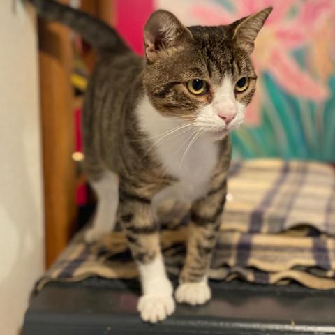 Charlie, an adoptable Domestic Short Hair in Los Angeles, CA_image-2