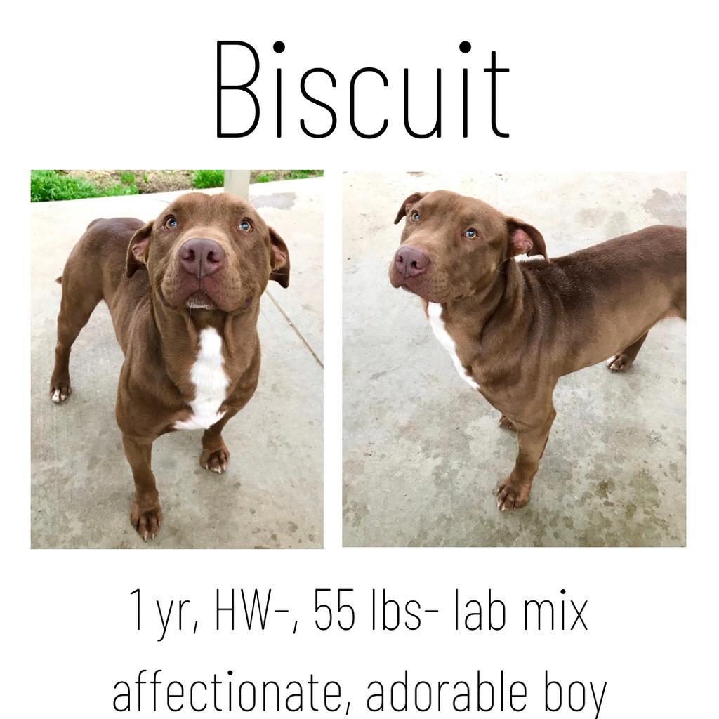 Biscuit