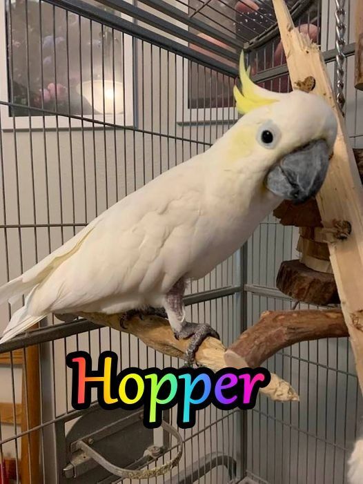 Parrot for adoption Hopper, a Cockatoo in Clearwater, FL Petfinder