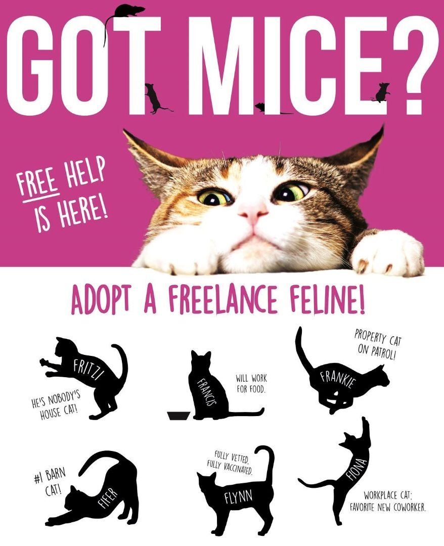 Freelance Felines