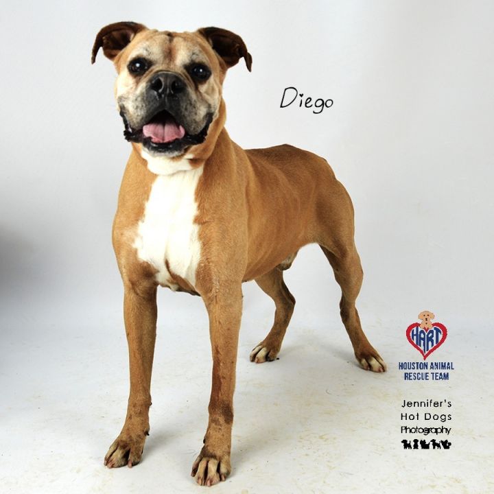 Dog for adoption - King, a Labrador Retriever & French Bulldog Mix in