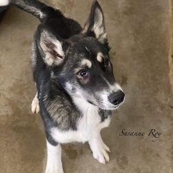 Lucky, an adoptable Husky Mix in Jefferson City, MO_image-2