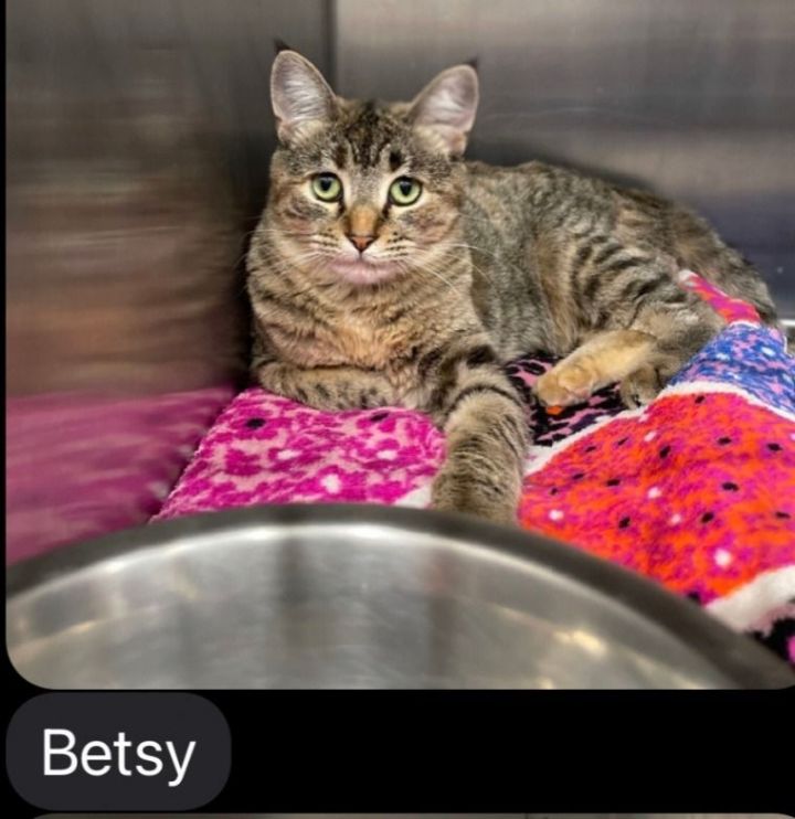 Green-eyed Betsy , an adoptable Tabby in Manhattan Beach, CA_image-1
