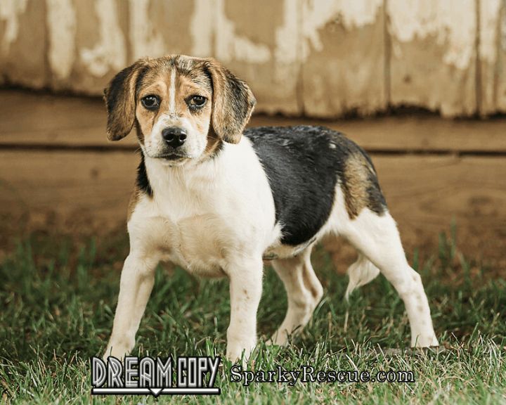 Carrot, an adoptable Beagle in Owensboro, KY_image-1