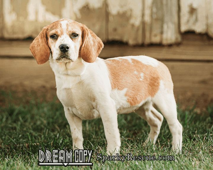 Cheerio, an adoptable Beagle in Owensboro, KY_image-1