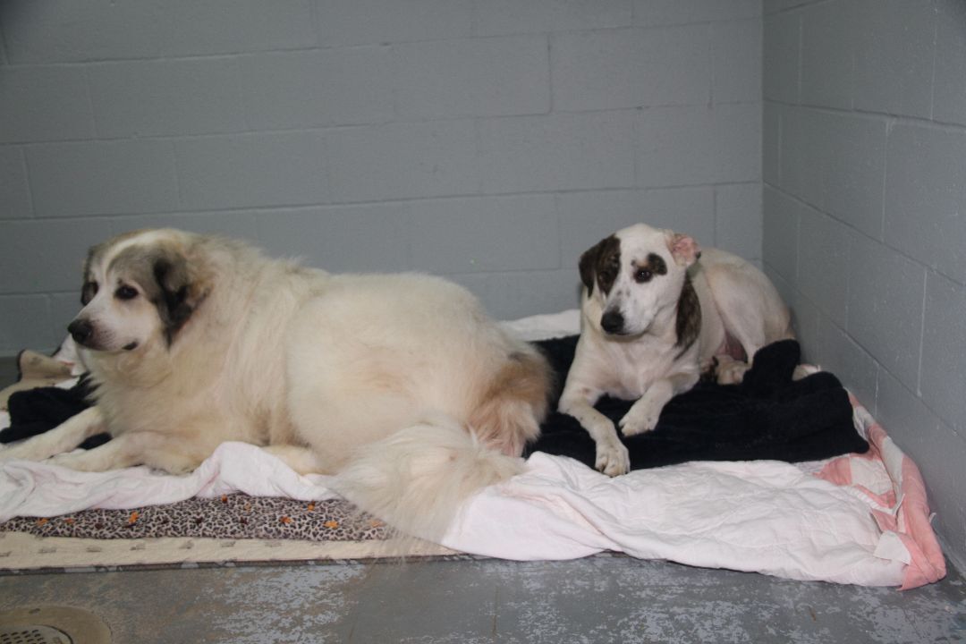 Luke & Bailey (Neutered/Spayed) (Bonded Pair)