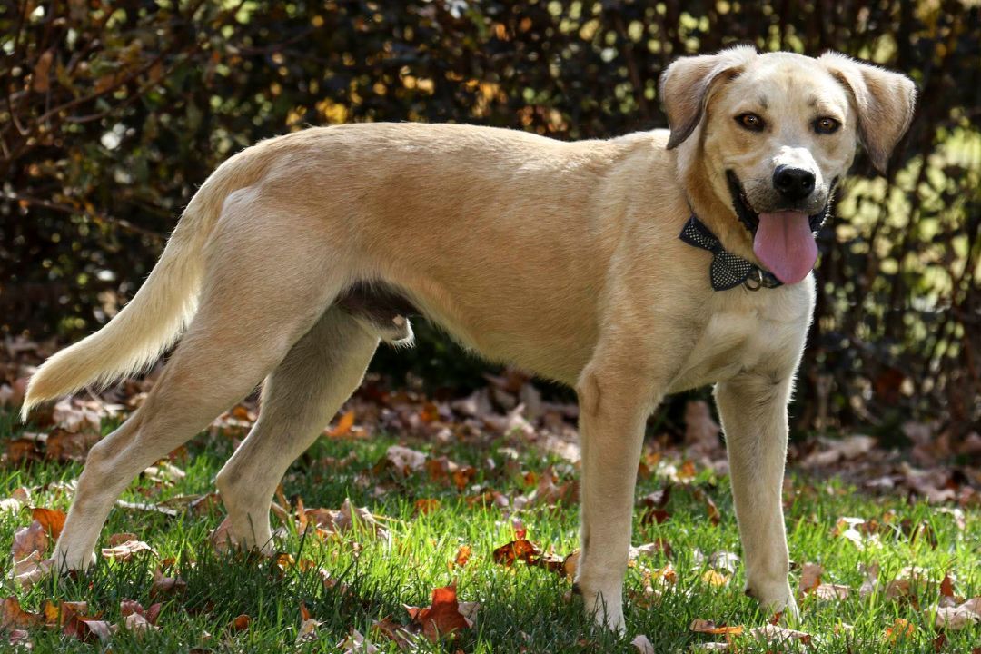 Ty-Ty, an adoptable Terrier, Labrador Retriever in Cashiers, NC, 28717 | Photo Image 2