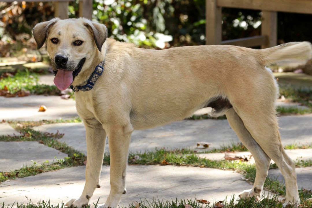 Ty-Ty, an adoptable Terrier, Labrador Retriever in Cashiers, NC, 28717 | Photo Image 3