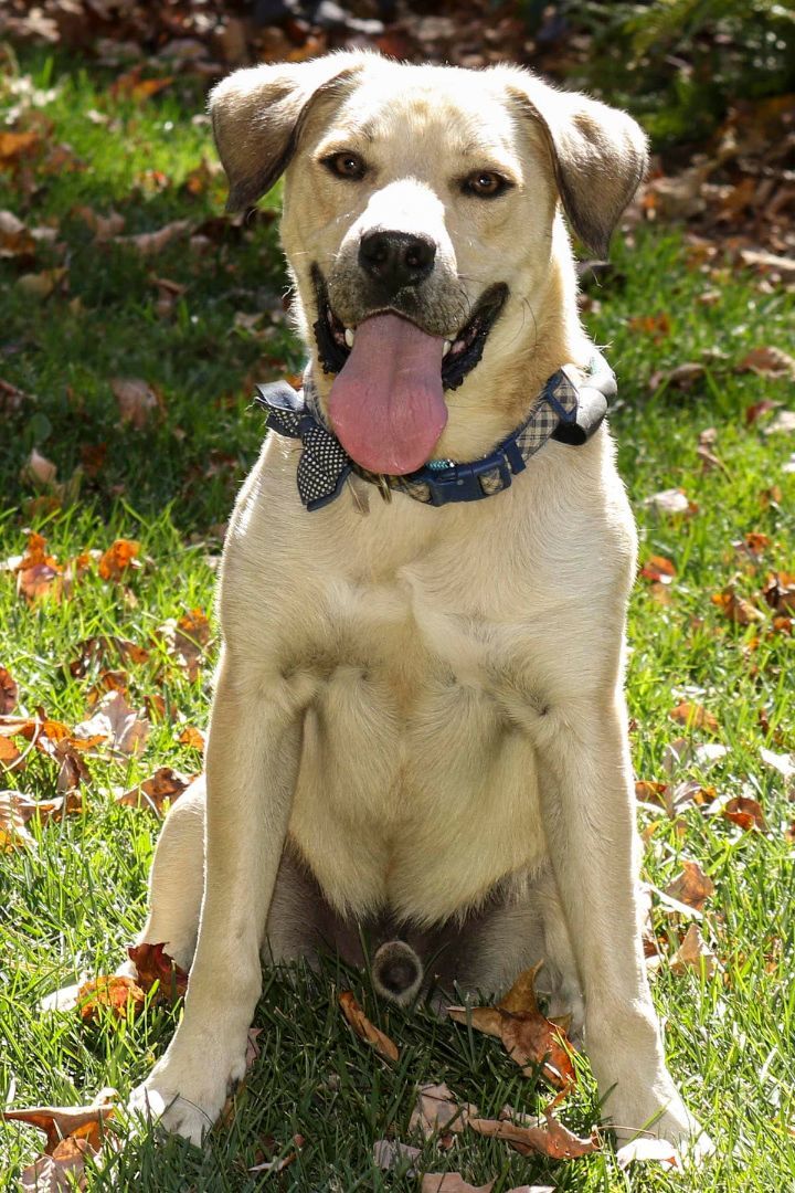 Ty-Ty, an adoptable Terrier, Labrador Retriever in Cashiers, NC, 28717 | Photo Image 1