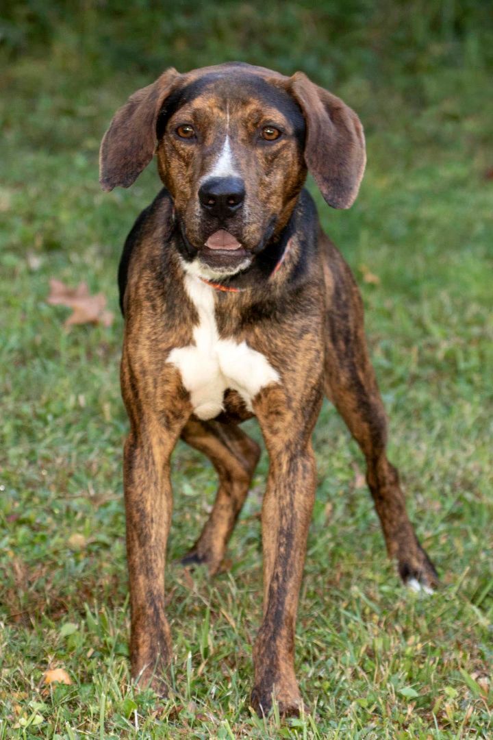 Clyde, an adoptable Mountain Cur in Cashiers, NC, 28717 | Photo Image 2