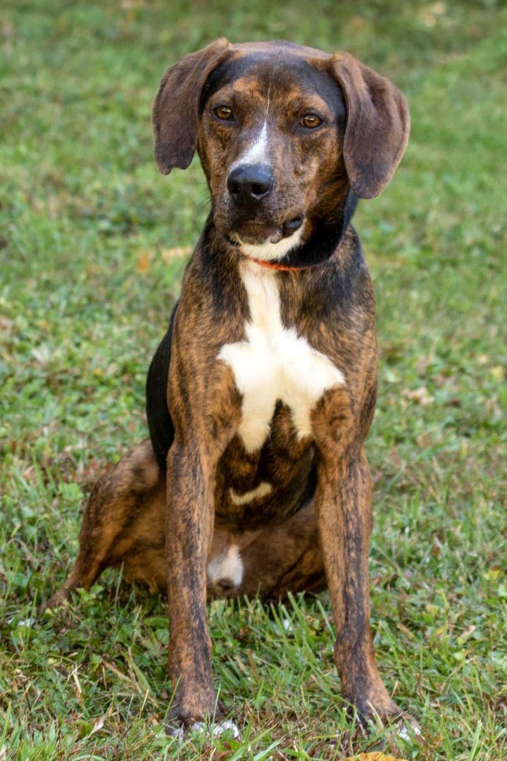 Clyde, an adoptable Mountain Cur in Cashiers, NC, 28717 | Photo Image 3