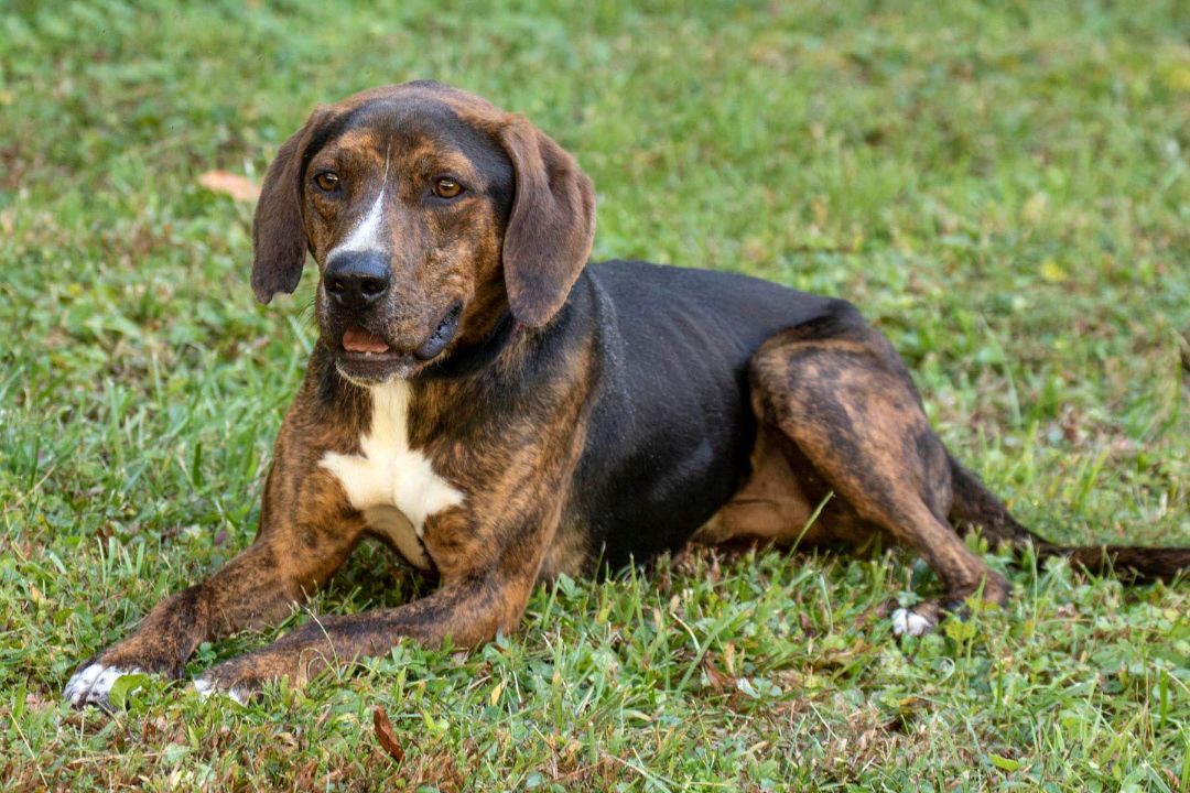 Clyde, an adoptable Mountain Cur in Cashiers, NC, 28717 | Photo Image 1