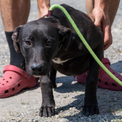 Waverly, an adoptable Retriever, Mixed Breed in Middletown, NY, 10940 | Photo Image 4