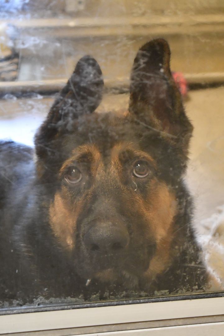 Leroy, an adopted German Shepherd Dog Mix in Bellingham, WA_image-2
