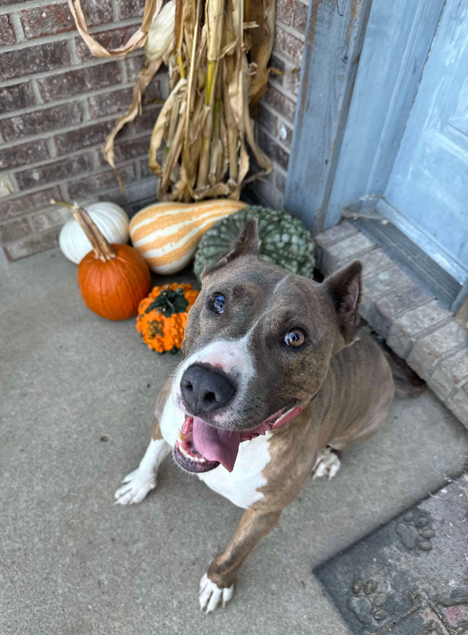 Ricky, an adoptable Pit Bull Terrier in Germantown, OH, 45327 | Photo Image 1