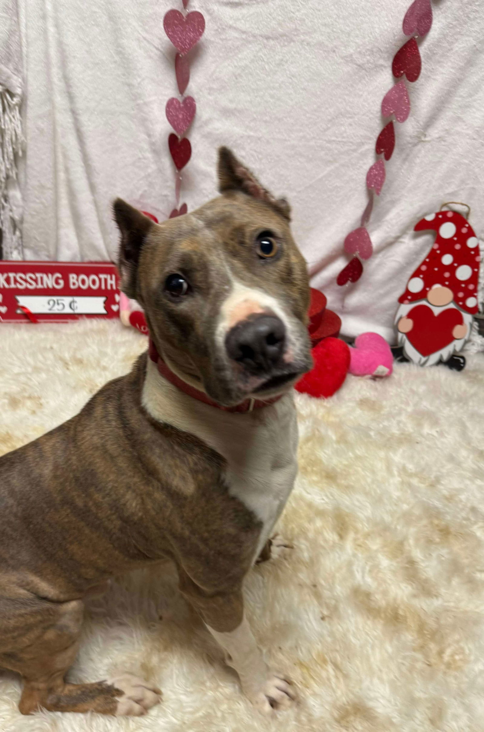 Ricky, an adoptable Pit Bull Terrier in Germantown, OH, 45327 | Photo Image 1