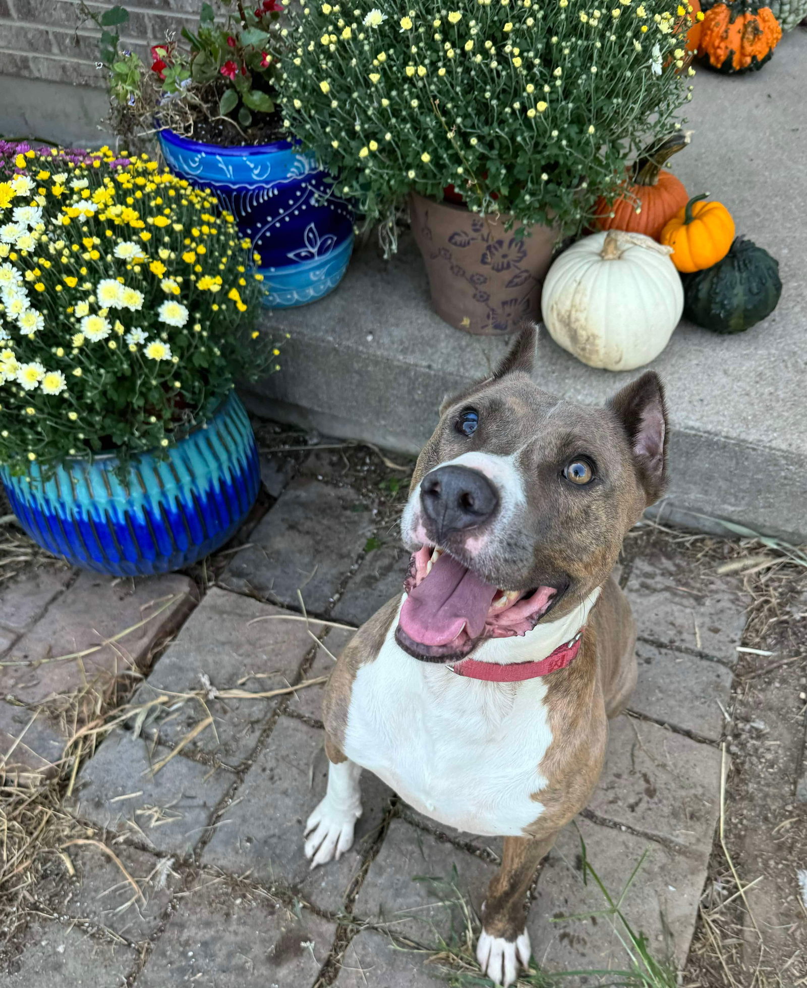 Ricky, an adoptable Pit Bull Terrier in Germantown, OH, 45327 | Photo Image 4