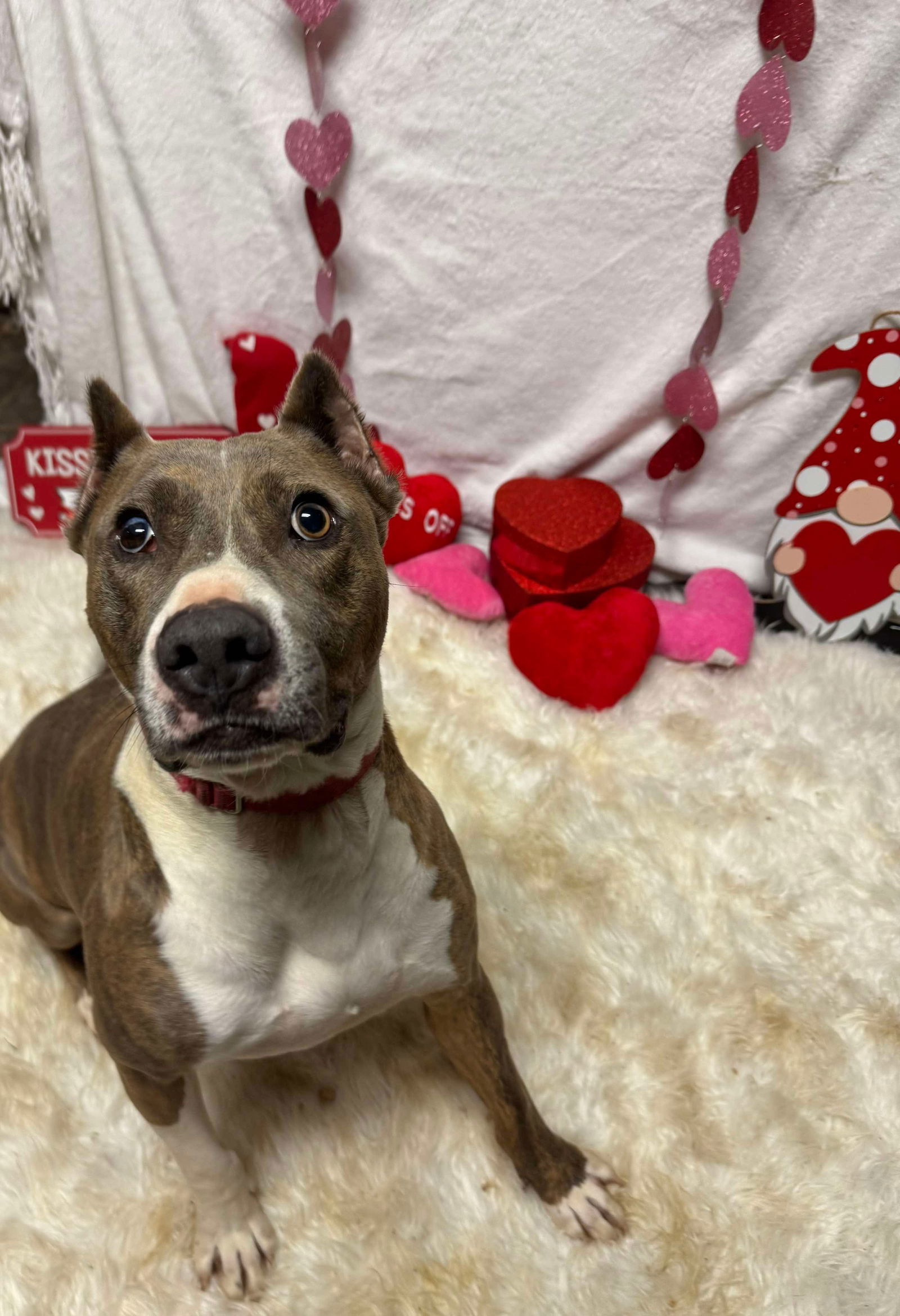 Ricky, an adoptable Pit Bull Terrier in Germantown, OH, 45327 | Photo Image 4