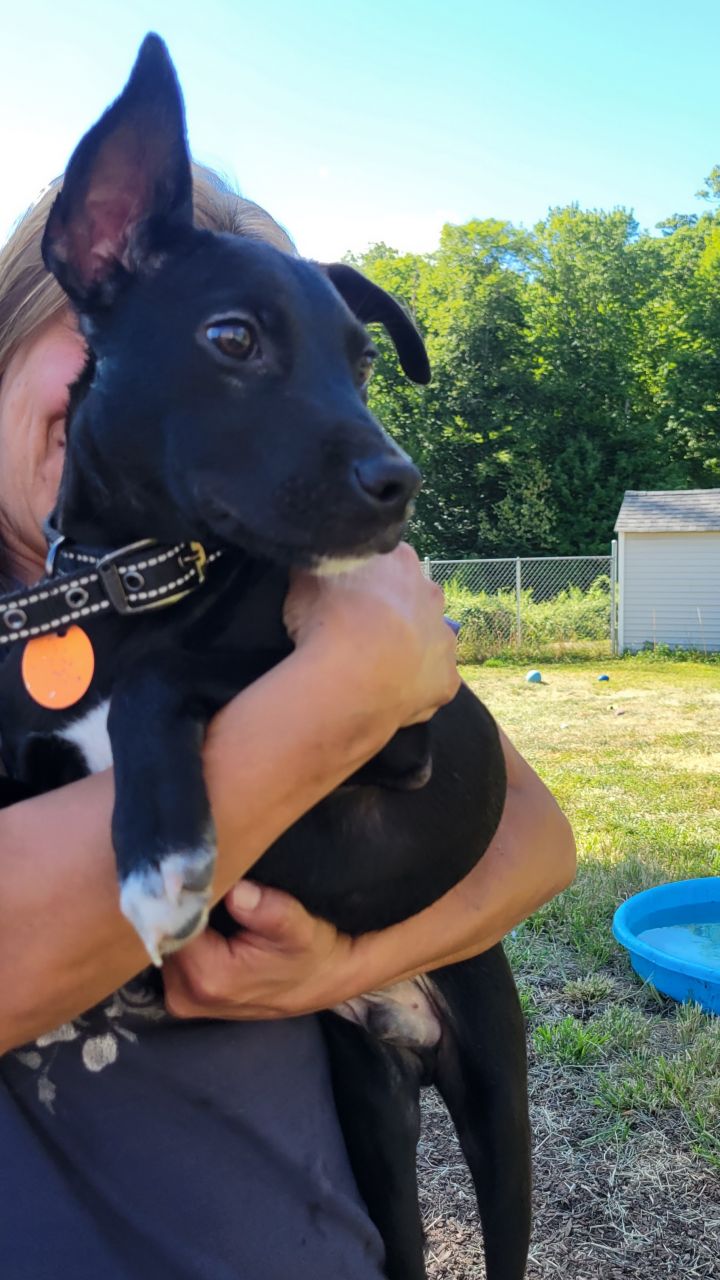 Chong, an adoptable Labrador Retriever Mix in Bloomingdale, NJ_image-6