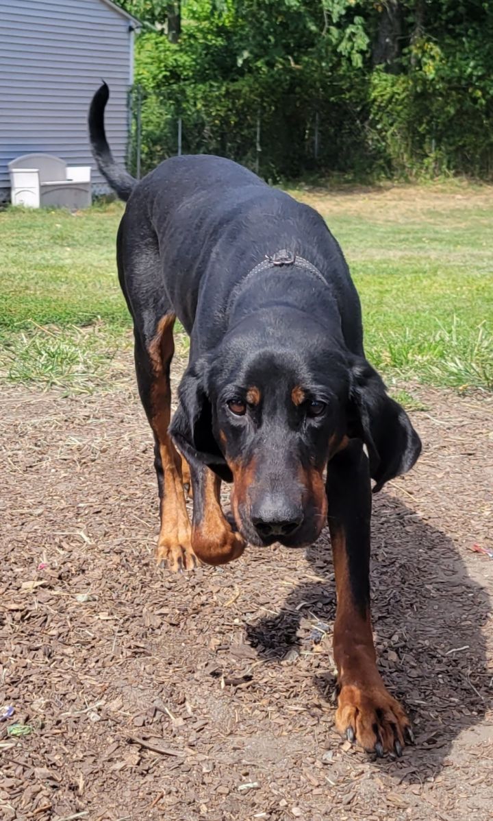 Eos, an adoptable Coonhound in Bloomingdale, NJ_image-3