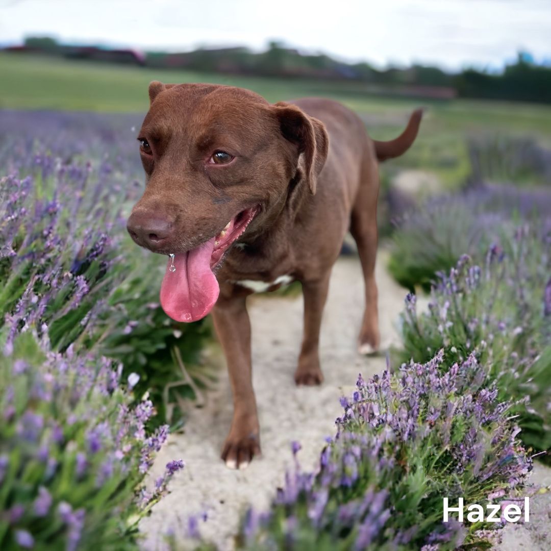 Hazel, an adoptable Shepherd in Williston, VT, 05495 | Photo Image 1