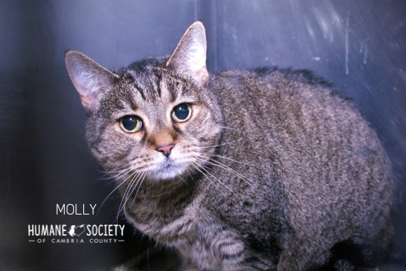 Molly, an adoptable Domestic Short Hair in Johnstown, PA_image-1