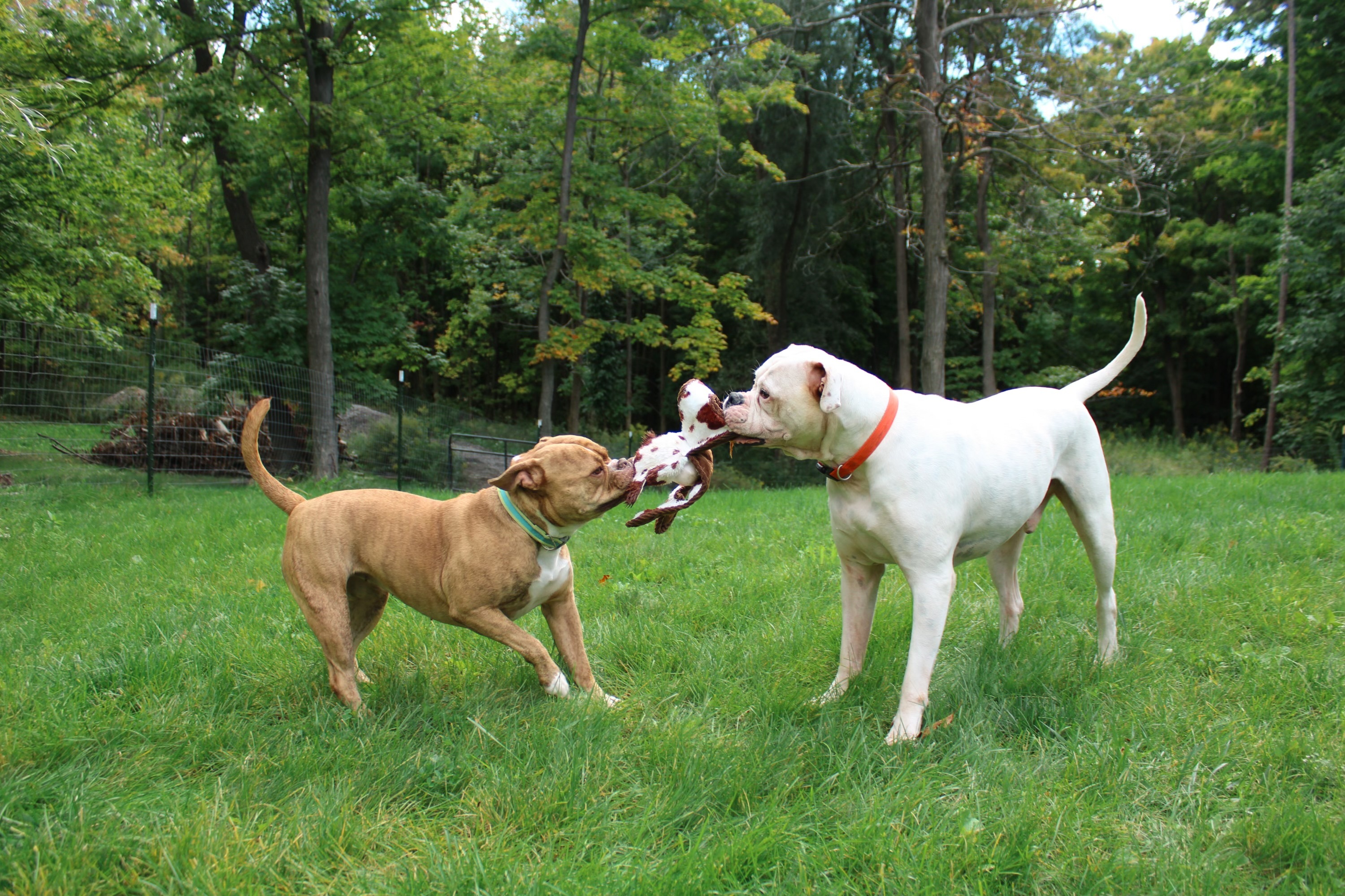 Gunner & Honey (Pair)