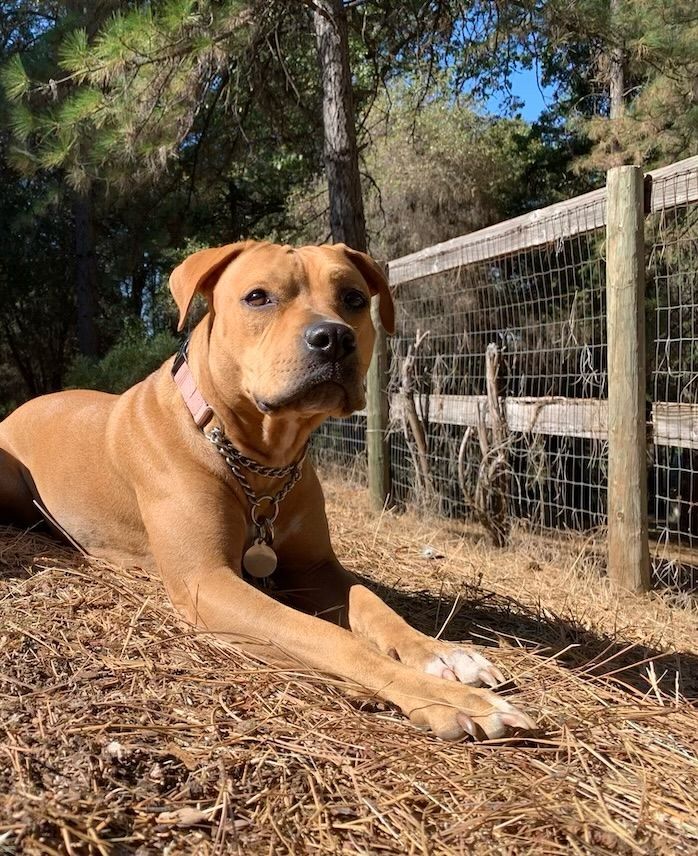adoption - Kira , a Rhodesian Ridgeback & Pit Bull Terrier Mix in Rocklin , CA | Petfinder
