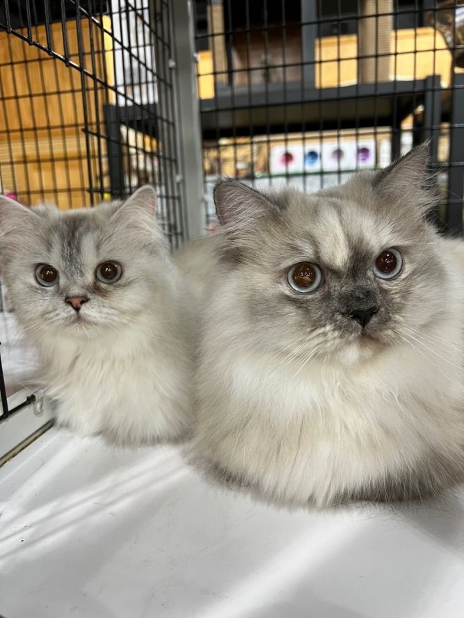 Fluffy and Snowball
