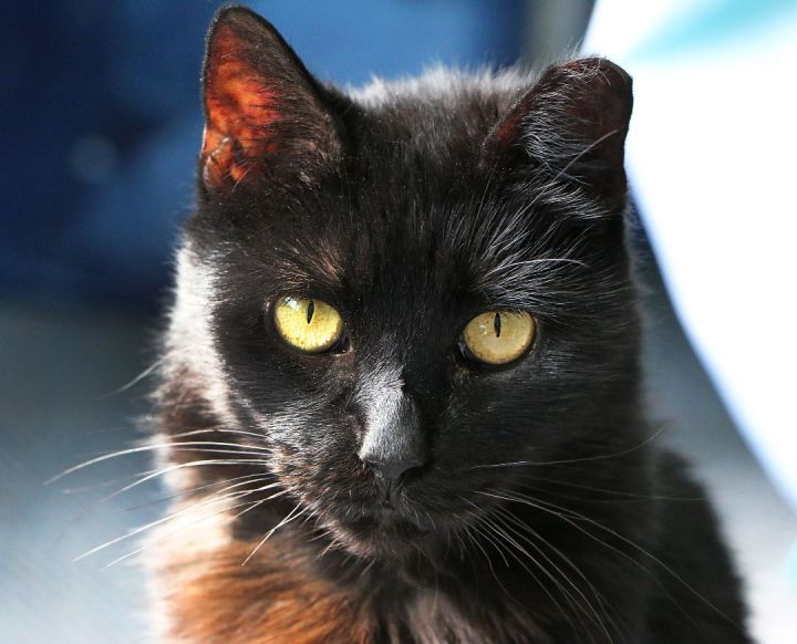 Ebony, an adoptable Domestic Short Hair in Charles Town, WV_image-1