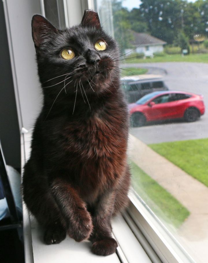 Ebony, an adoptable Domestic Short Hair in Charles Town, WV_image-4