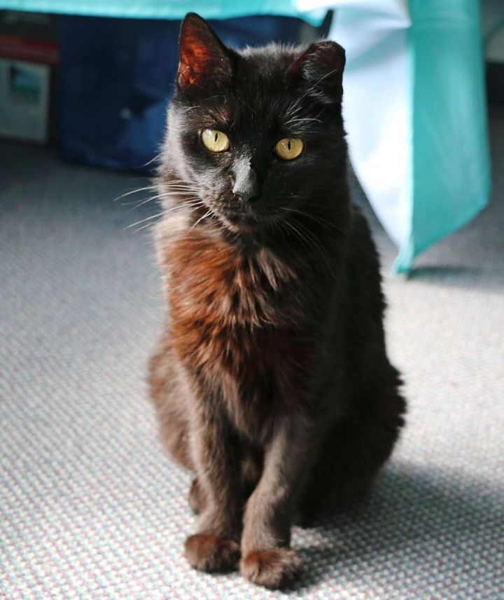 Ebony, an adoptable Domestic Short Hair in Charles Town, WV_image-6