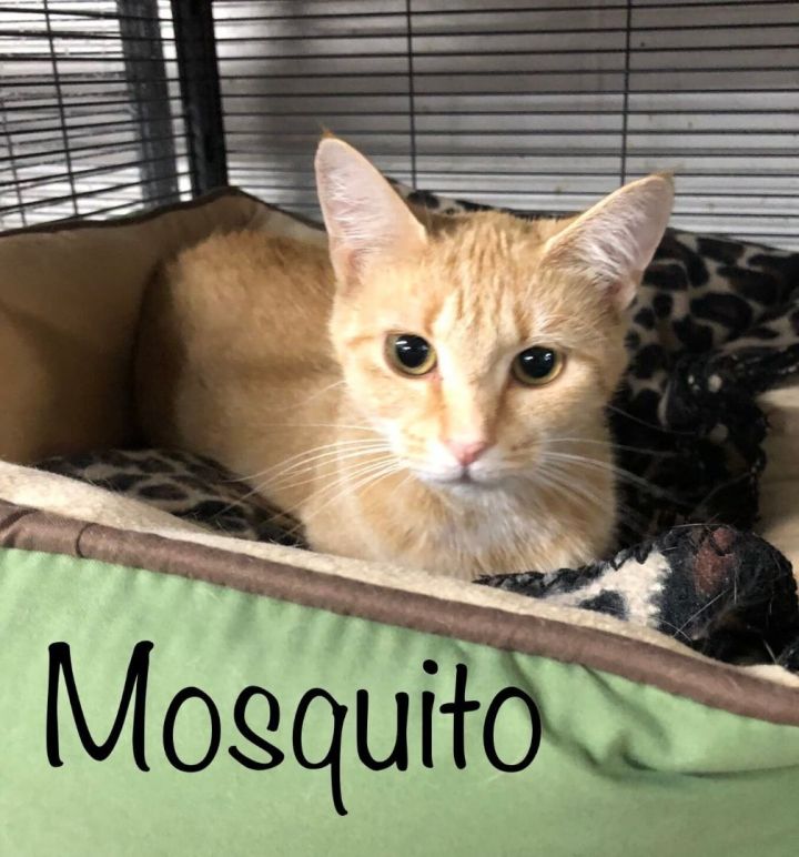 Mosquito, an adoptable Domestic Short Hair Mix in Toast, NC_image-1