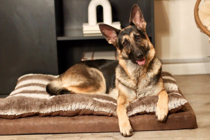 Chloe, an adoptable German Shepherd Dog in Yuba City, CA, 95993 | Photo Image 1