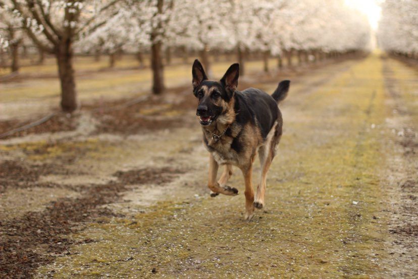 Chloe, an adoptable German Shepherd Dog in Yuba City, CA, 95993 | Photo Image 3