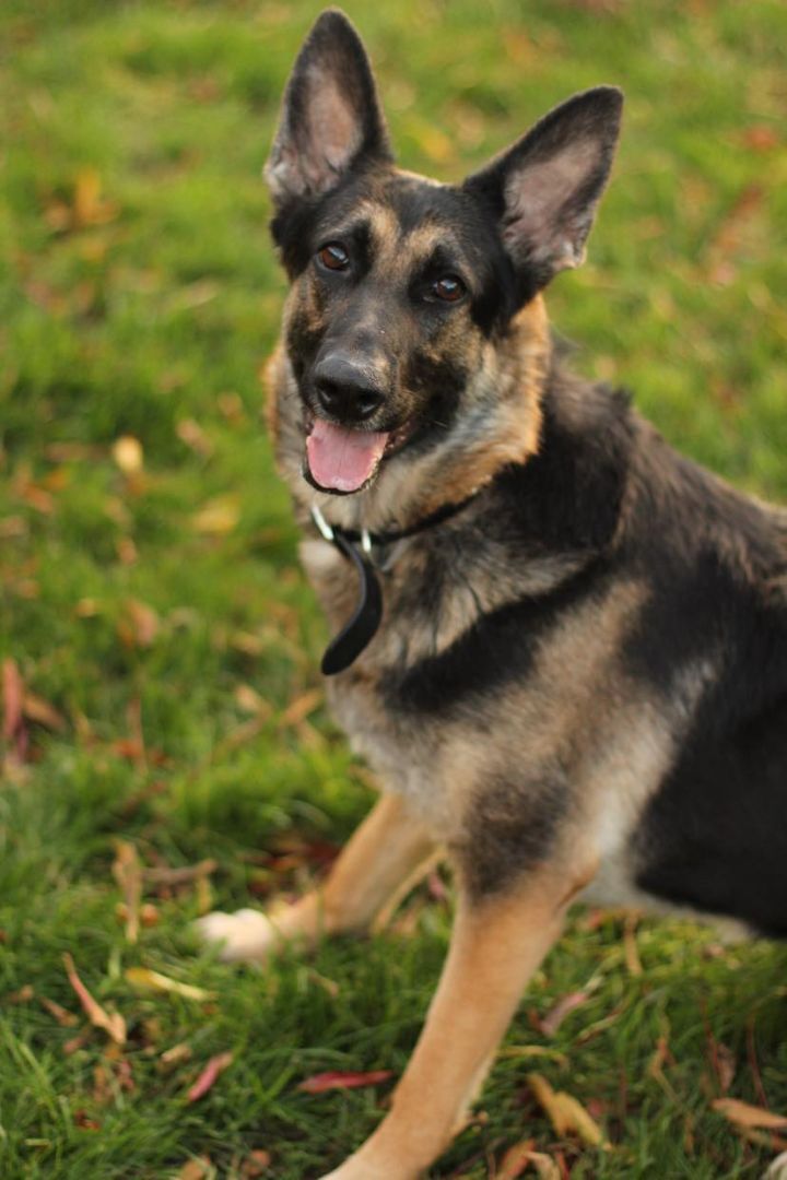 Chloe, an adoptable German Shepherd Dog in Yuba City, CA, 95993 | Photo Image 4
