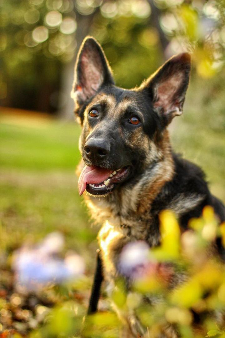 Chloe, an adoptable German Shepherd Dog in Yuba City, CA, 95993 | Photo Image 5