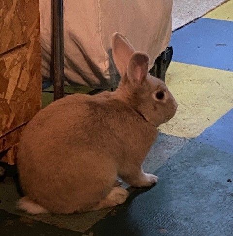 Rabbit for adoption - Beige (courtesy listing), a Bunny Rabbit in  Albuquerque, NM | Petfinder