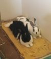 Nigel & Daphne (courtesy listing) (bonded pair)