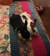 Nigel & Daphne (courtesy listing) (bonded pair)