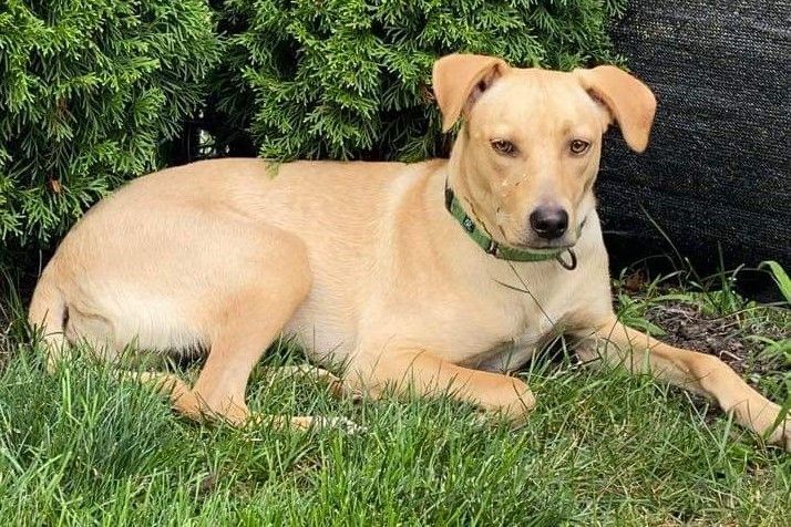 Dog for adoption - Andy, a Yellow Labrador Retriever Mix in Painesville ...