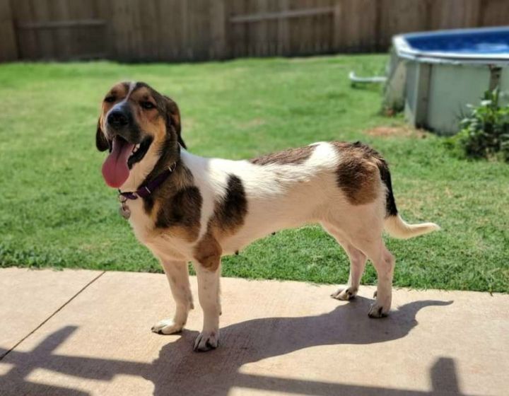Lucille, an adoptable Basset Hound & Collie Mix in Newcastle, OK_image-1