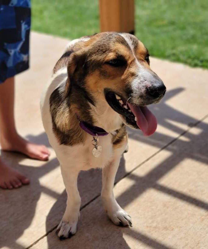 Lucille, an adoptable Basset Hound & Collie Mix in Newcastle, OK_image-2