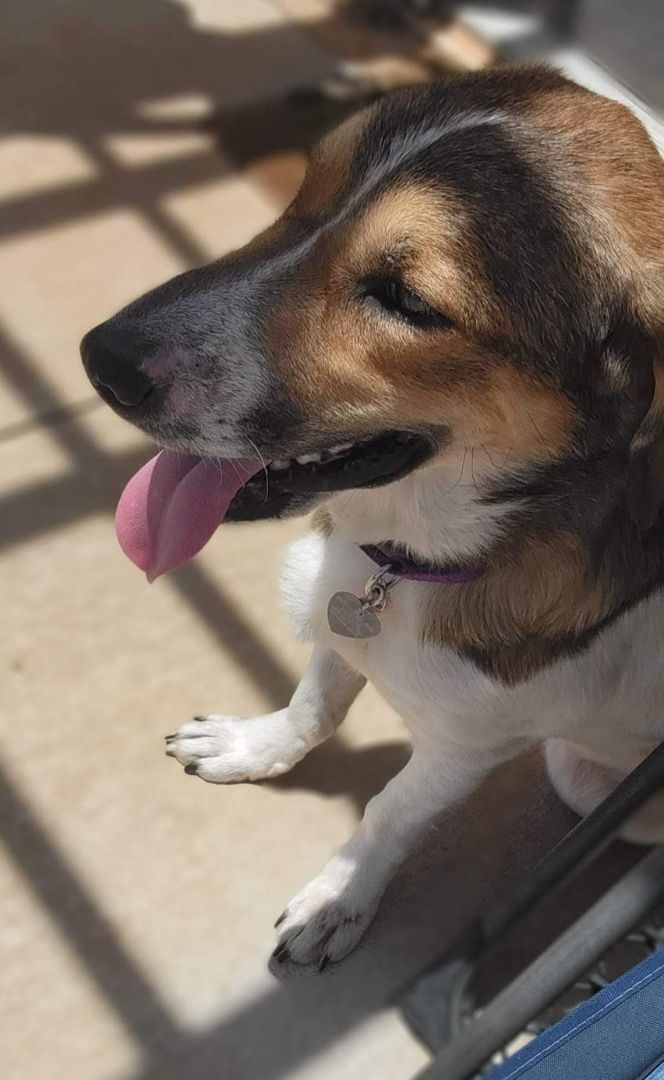 Lucille, an adoptable Basset Hound & Collie Mix in Newcastle, OK_image-4
